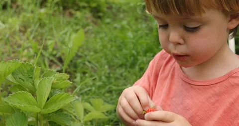 Cute little boy eats strawberries Stock Footage 112314540