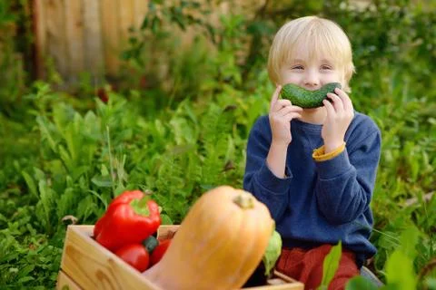 Cute little boy enjoy organic harvest in domestic garden. Child having fun. C Stock Photos