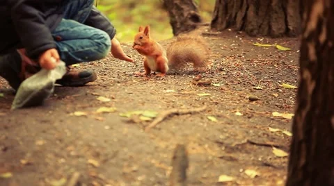 Cute little boy feeding squirrel at park in autumn. 1920x1080 Stock Footage 61503129