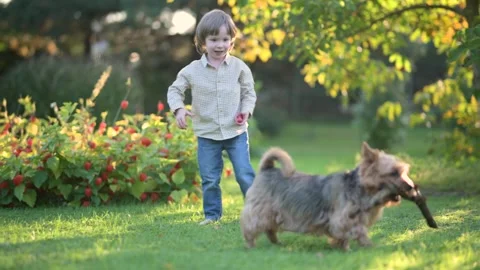 Cute little boy playing with Australian terrier pet dog in sunny summer backyard 库存影片 257500372