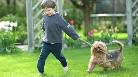 Cute little boy playing with Australian terrier pet dog in sunny summer backyard 库存影片 280730010