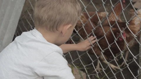 Cute little boy touching hens on the farm at summer Stock Footage 158024227