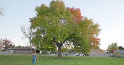 Cute Little Boy Walking up to a Tree in ... | Stock Video | Pond5