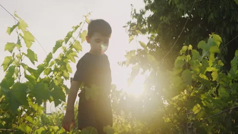 Cute little boy walking in vineyard between the rows in a sunny summer day Stock Footage 252109274