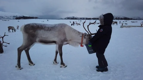 Cute little boy in a warm winter jacket feeding reindeer in the winter, Vidéo 112458019