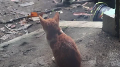 Cute little brown cat when outside the house among the garbage Stock Footage 218429862