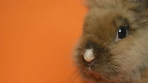 Cute little brown fluffy easter bunny on an orange background. Easter Bunny Stock Footage 106269403