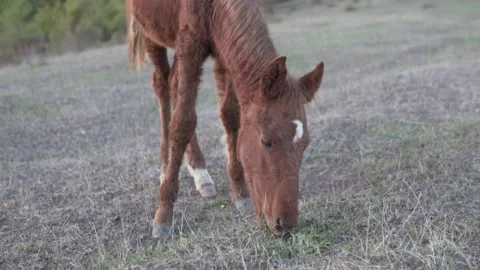 Cute little brown foal eats grass in the field Stock Footage 142566413