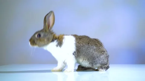 Cute little bunny rabbit. Easter bunny rabbit. Stock-Footage 150595907