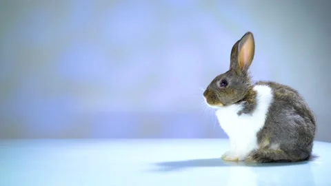 Cute little bunny rabbit. Easter bunny rabbit. Video stock 150595968