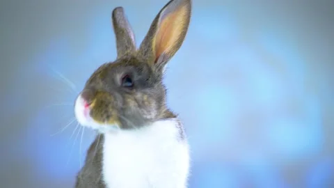 Cute little bunny rabbit. Easter bunny rabbit. Stock Footage 150595980