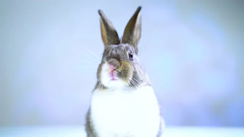 Cute little bunny rabbit. Easter bunny rabbit. Video stock 150596046