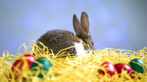 Cute little bunny rabbit. Easter bunny rabbit. Video stock 150596138