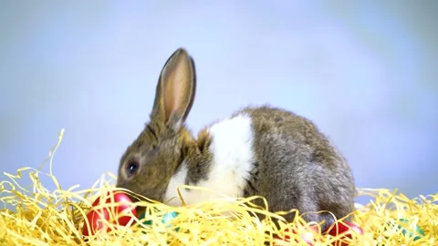 Cute little bunny rabbit. Easter bunny rabbit. 動画素材 150596156