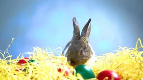 Cute little bunny rabbit. Easter bunny rabbit. Stock Footage 150596195
