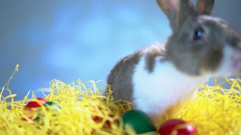 Cute little bunny rabbit. Easter bunny rabbit. Video stock 150596270