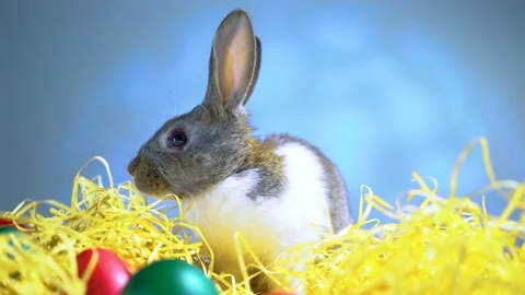 Cute little bunny rabbit. Easter bunny rabbit. 스톡 동영상 150596365