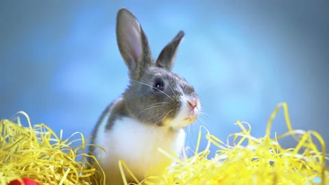 Cute little bunny rabbit. Easter bunny rabbit. Stock Footage 150596383