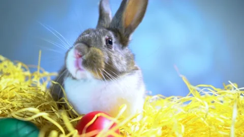 Cute little bunny rabbit. Easter bunny rabbit. Video stock 150596440