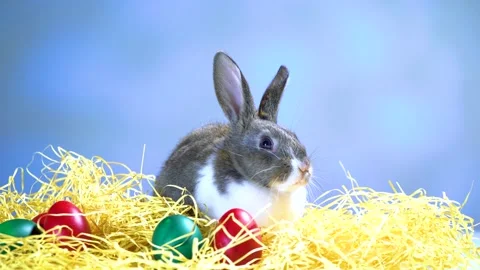 Cute little bunny rabbit. Easter bunny rabbit. Stock-Footage 150596455