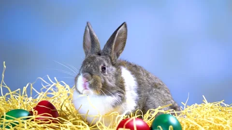 Cute little bunny rabbit. Easter bunny rabbit. 스톡 동영상 150596552