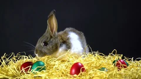 Cute little bunny rabbit. Easter bunny rabbit. Video stock 150596576