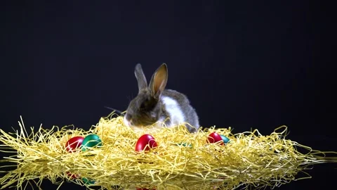 Cute little bunny rabbit. Easter bunny rabbit. Stock Footage 150596651