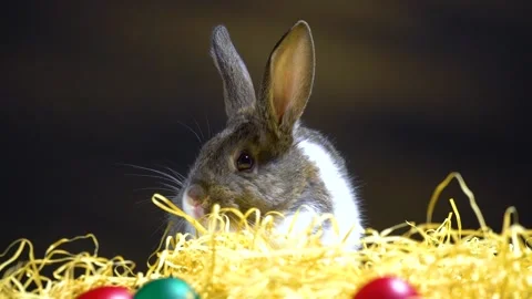 Cute little bunny rabbit. Easter bunny rabbit. Video stock 150596742