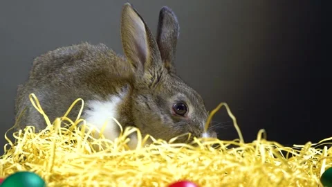 Cute little bunny rabbit. Easter bunny rabbit. 스톡 동영상 150596876