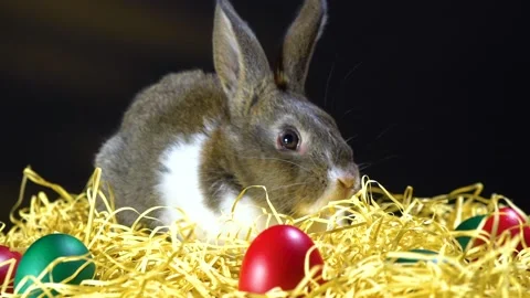 Cute little bunny rabbit. Easter bunny rabbit. Video stock 150596883