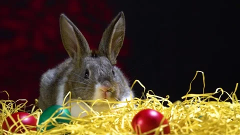 Cute little bunny rabbit. Easter bunny rabbit. Video stock 150596980