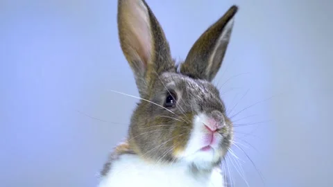 Cute little bunny rabbit. Easter bunny rabbit. Video stock 150597169
