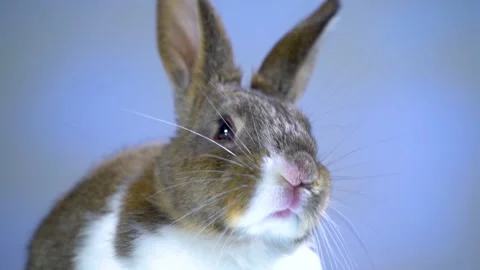 Cute little bunny rabbit. Easter bunny rabbit. 스톡 동영상 150597243