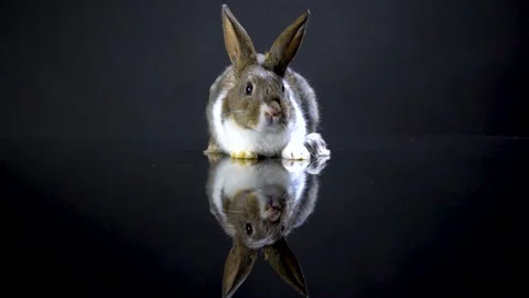 Cute little bunny rabbit. Easter bunny rabbit. Video stock 150597276