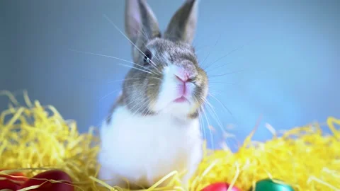 Cute little bunny rabbit. Easter bunny rabbit. 스톡 동영상 150597370