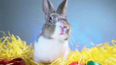 Cute little bunny rabbit. Easter bunny rabbit. Stock-Footage 150597403