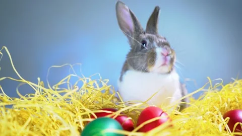 Cute little bunny rabbit. Easter bunny rabbit. Video stock 150597488