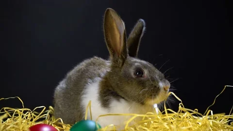 Cute little bunny rabbit. Easter bunny rabbit. 스톡 동영상 150597536