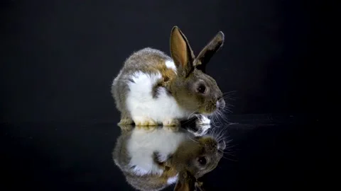 Cute little bunny rabbit. Easter bunny rabbit. 스톡 동영상 150597640