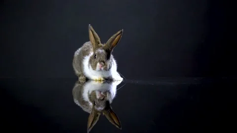 Cute little bunny rabbit. Easter bunny rabbit. 스톡 동영상 150597657