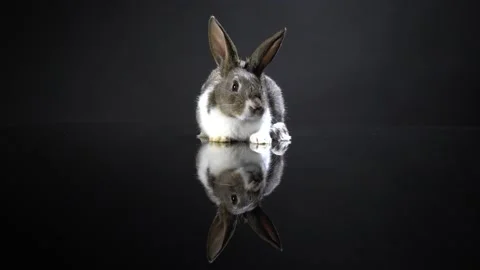 Cute little bunny rabbit. Easter bunny rabbit. 스톡 동영상 150597734
