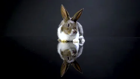 Cute little bunny rabbit. Easter bunny rabbit. 스톡 동영상 150597793