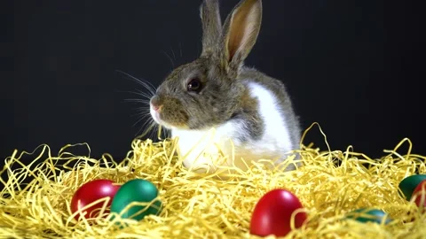 Cute little bunny rabbit. Easter bunny rabbit. 스톡 동영상 150597848
