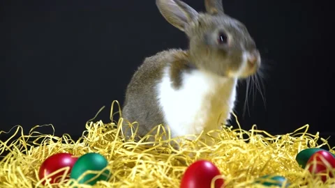 Cute little bunny rabbit. Easter bunny rabbit. Stock-Footage 150597929
