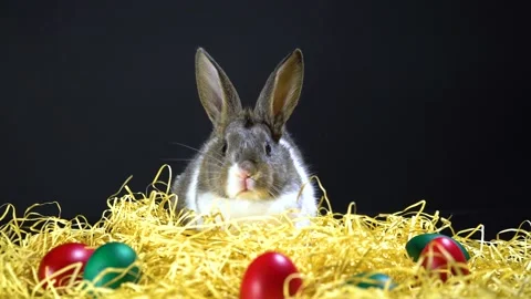 Cute little bunny rabbit. Easter bunny rabbit. Stock-Footage 150597974