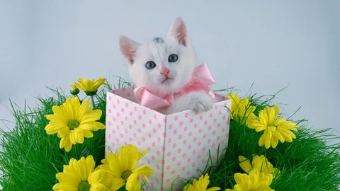 Cute little cat with bow in the present box, meows and then goes to sleep Stock Footage 91721087