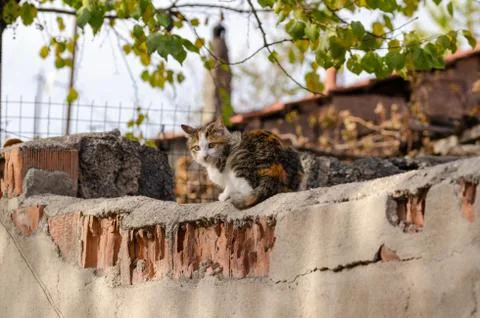 Cute little cat is looking at camera. Stock Photos