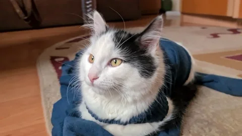 Cute little cat looking for something Stockbeeldmateriaal 149179320