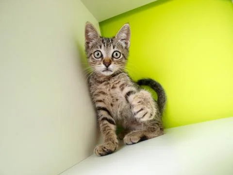 Cute little cat Stock Photos