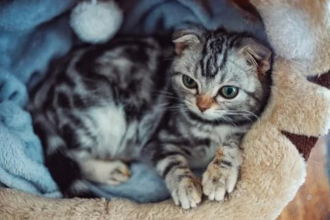 A cute little cat Stock Photos